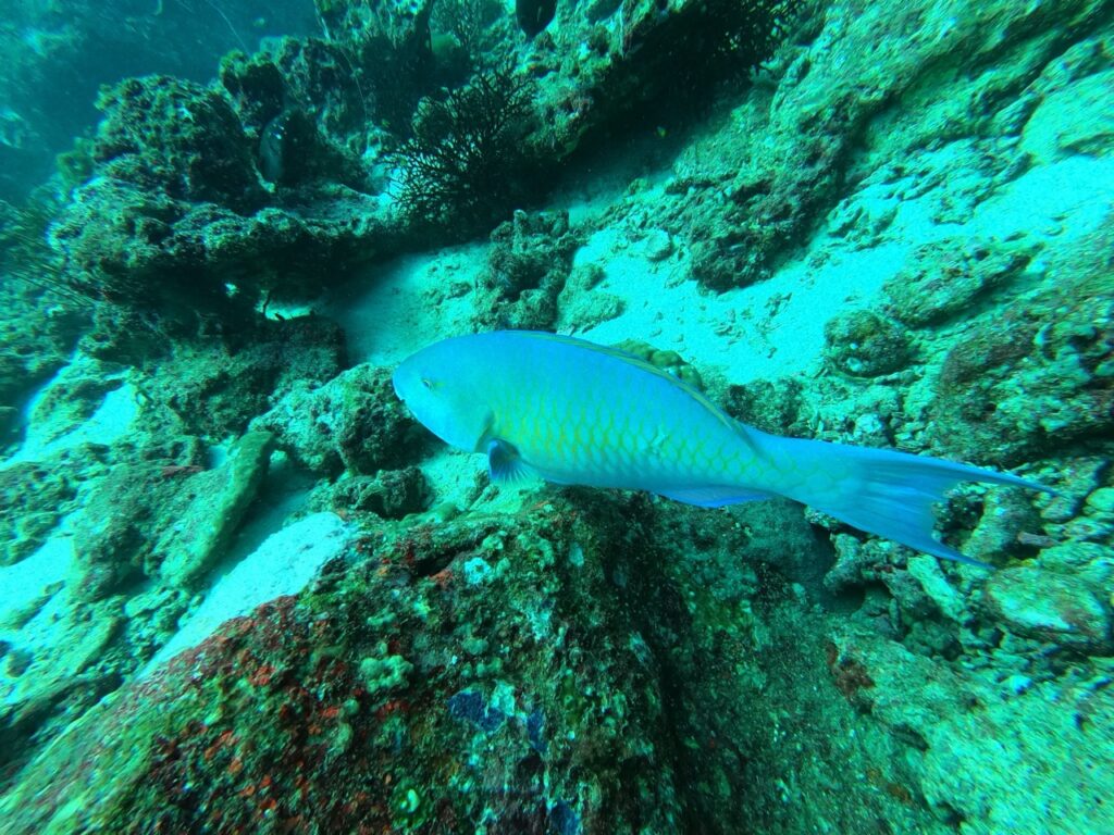 Parrot fish swimming